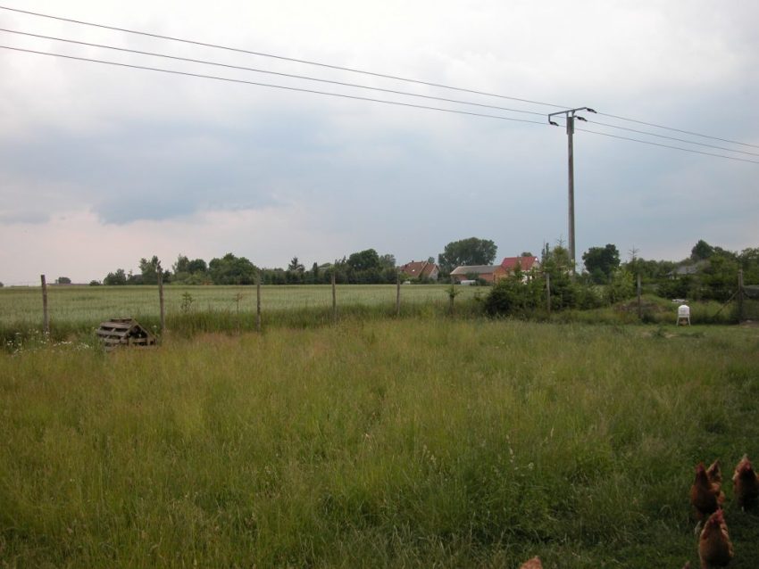 Backyard chicken farm