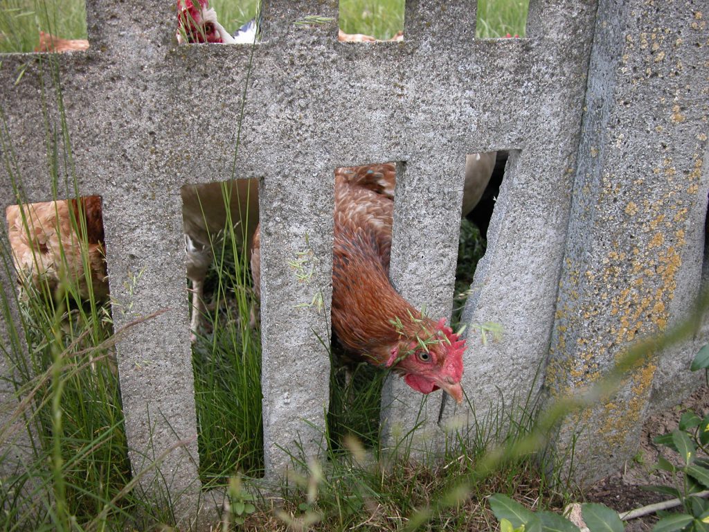 Chicken peeking through fence