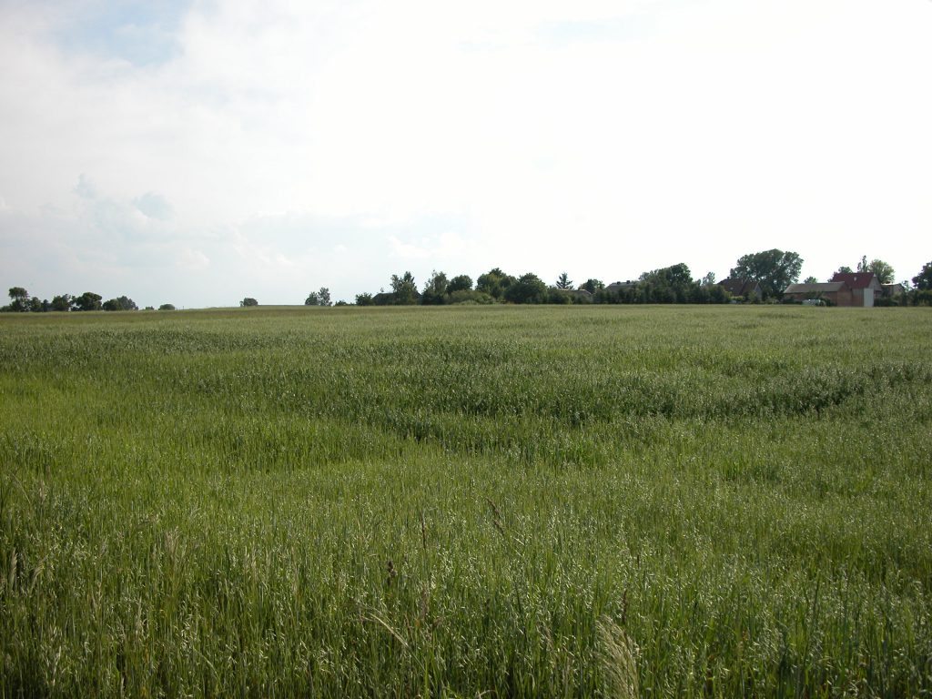 Grassy fields