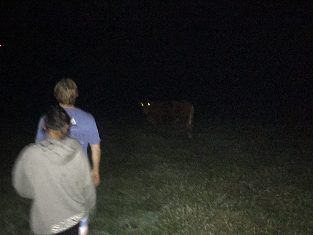 Cows at night