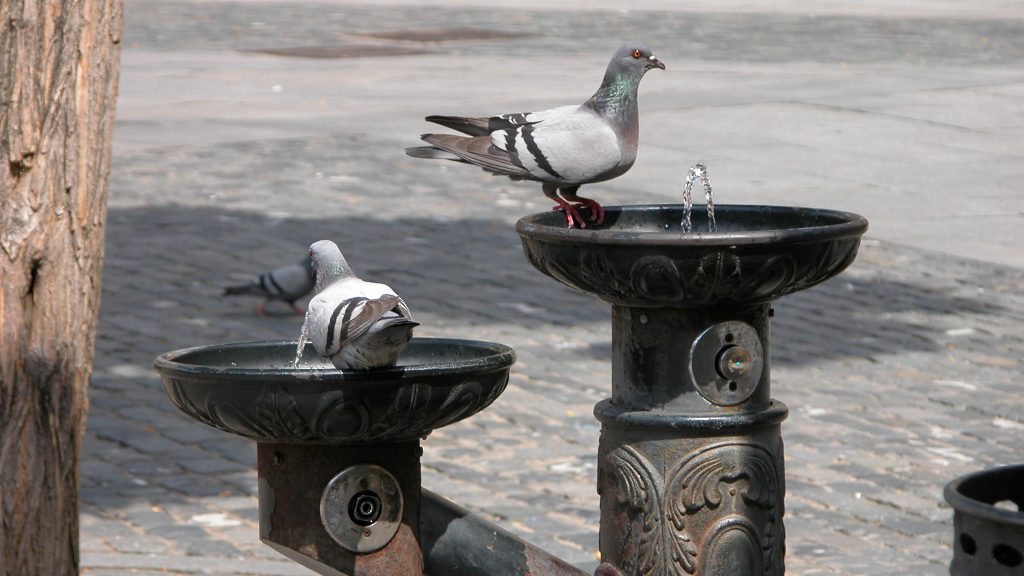 Various Wildlife in Segovia