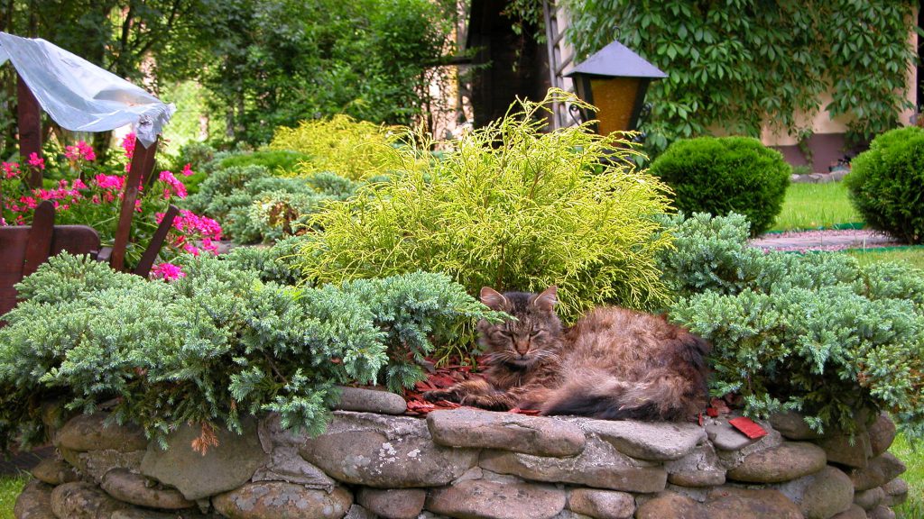 Cat laying in the garden