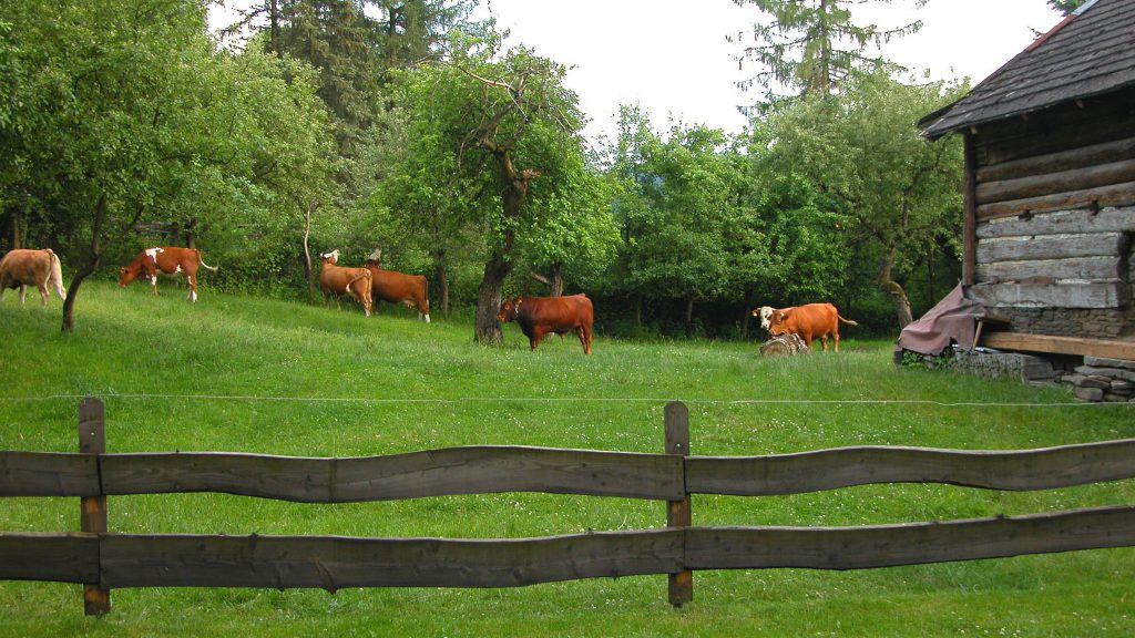 Cows in the backyard