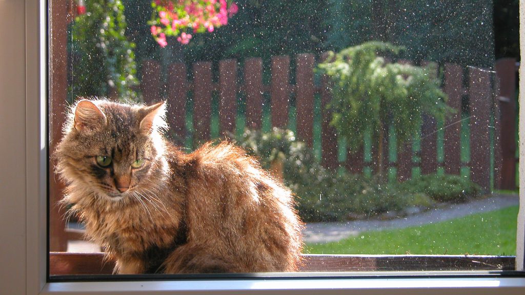 Cat in window