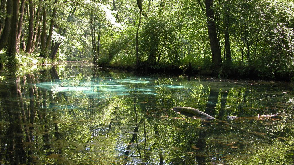 You can find bubbling springs throughout the area