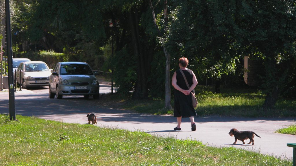 Dog walking in Poland