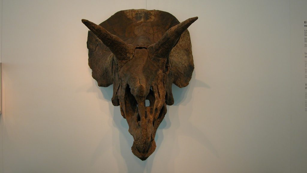 CosmoCaixa Barcelona triceratops skull