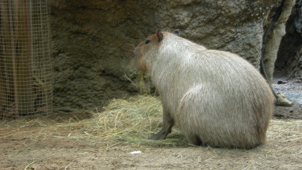CosmoCaixa Barcelona capybara