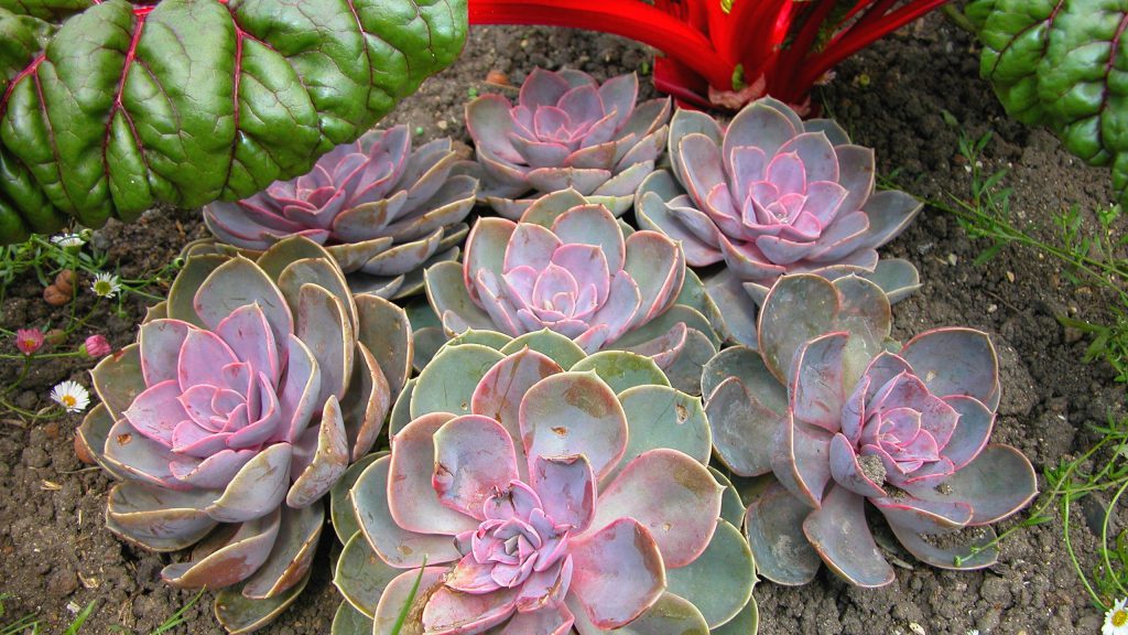 Small public gardens host a variety of vegetation