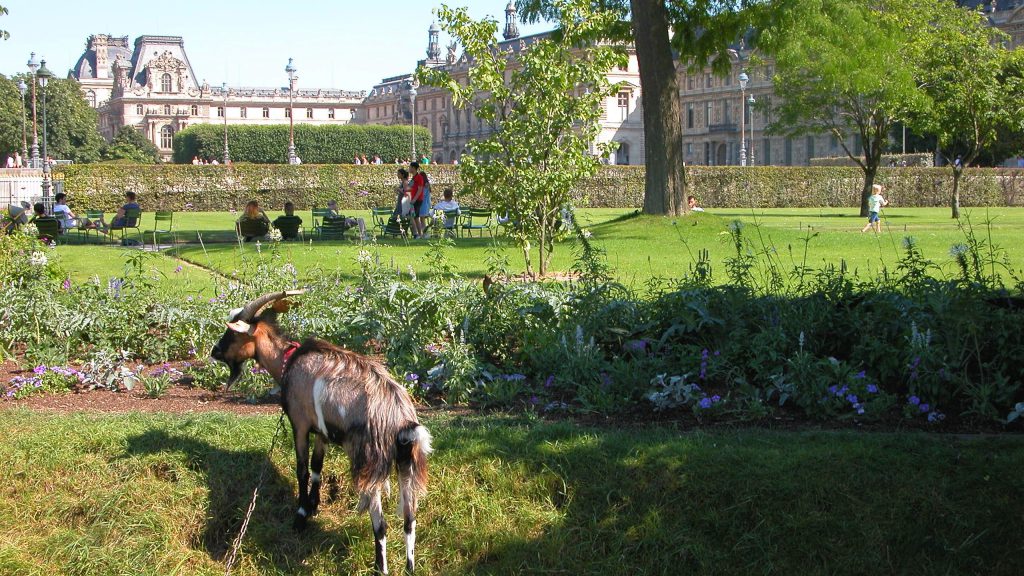 Goats in the park