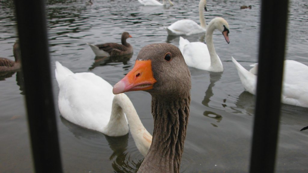 Hyde Park Ducks and geese