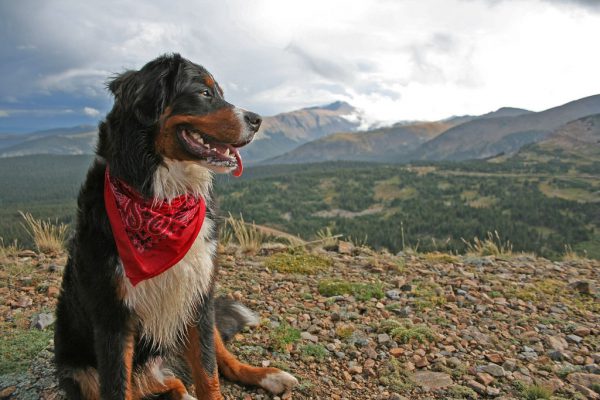 Dog wearing bandana