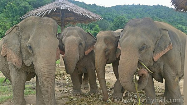 Elephant Nature Park