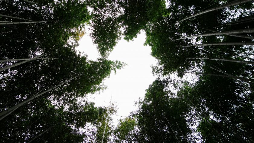 Kyoto bamboo forest