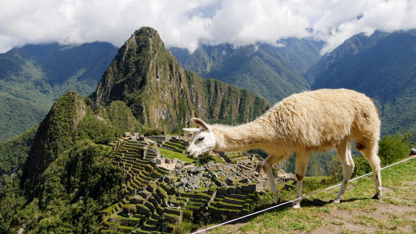 Machu Picchu llama photobomb