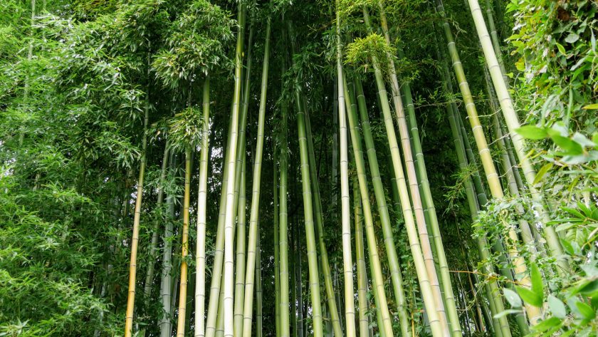 Kyoto Japan bamboo