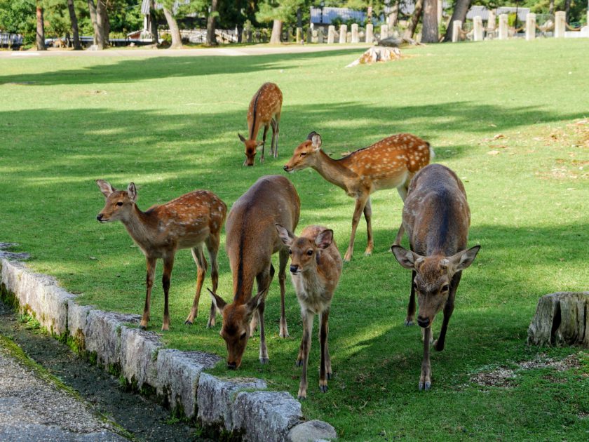 Deer family