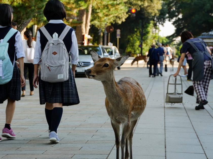 Nara Japan deer