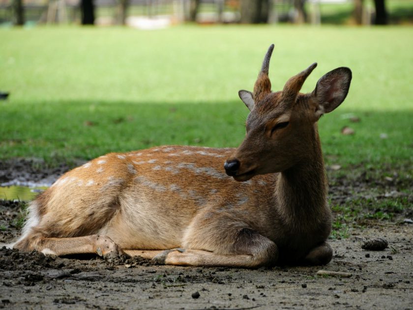 Deer laying down