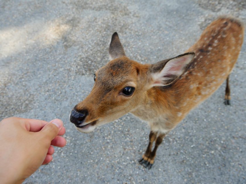 Deer begging