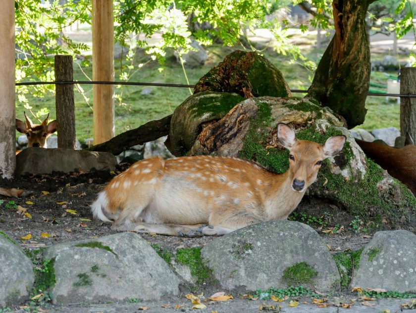 Deer sit together in the shade