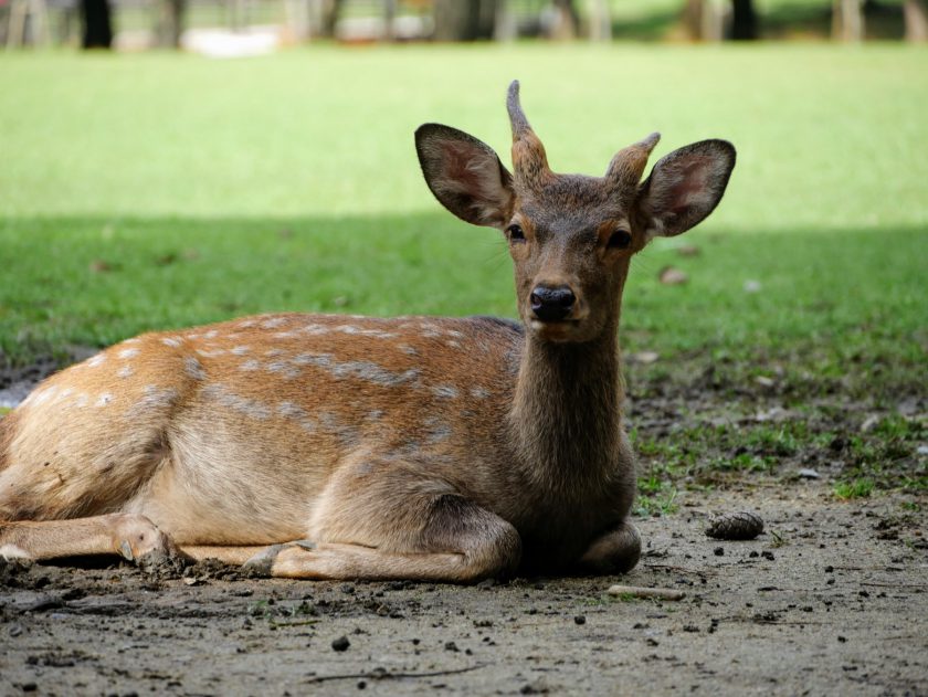 Deer laying down