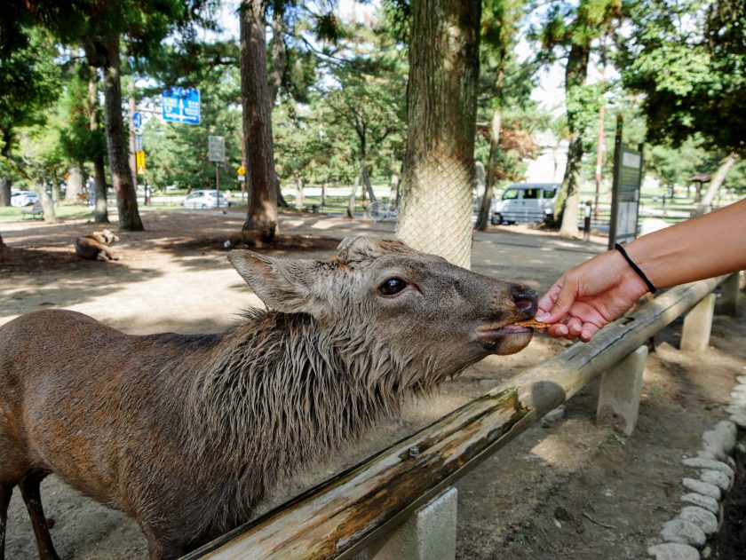 Hand feeding deer