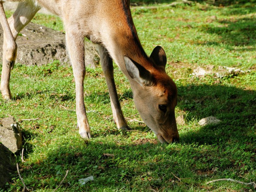 Deer grazing