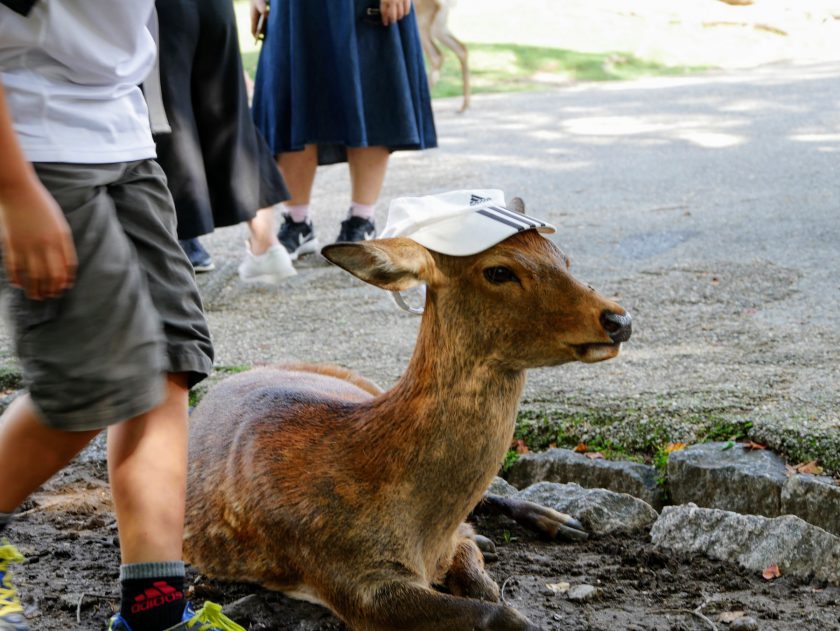 Deer with hat on