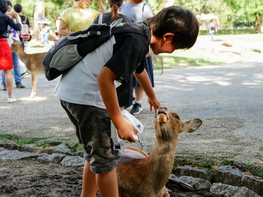 Child petting deer