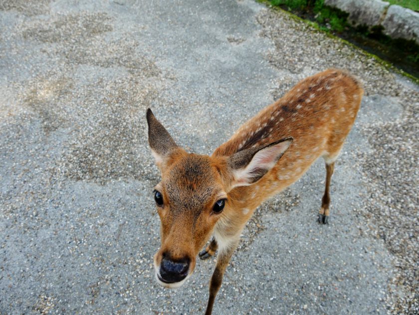 Young fawn in Nara Japan