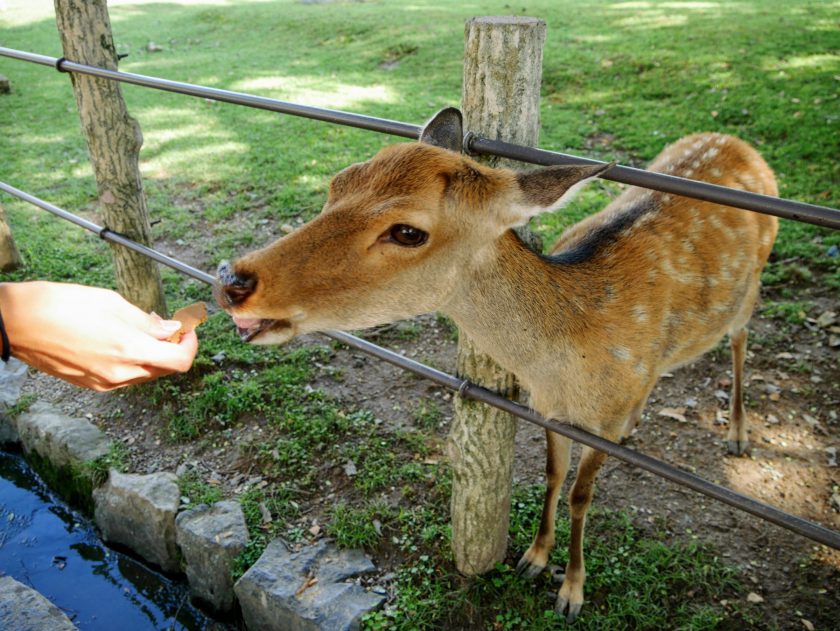 Feeding deer some deer crackers