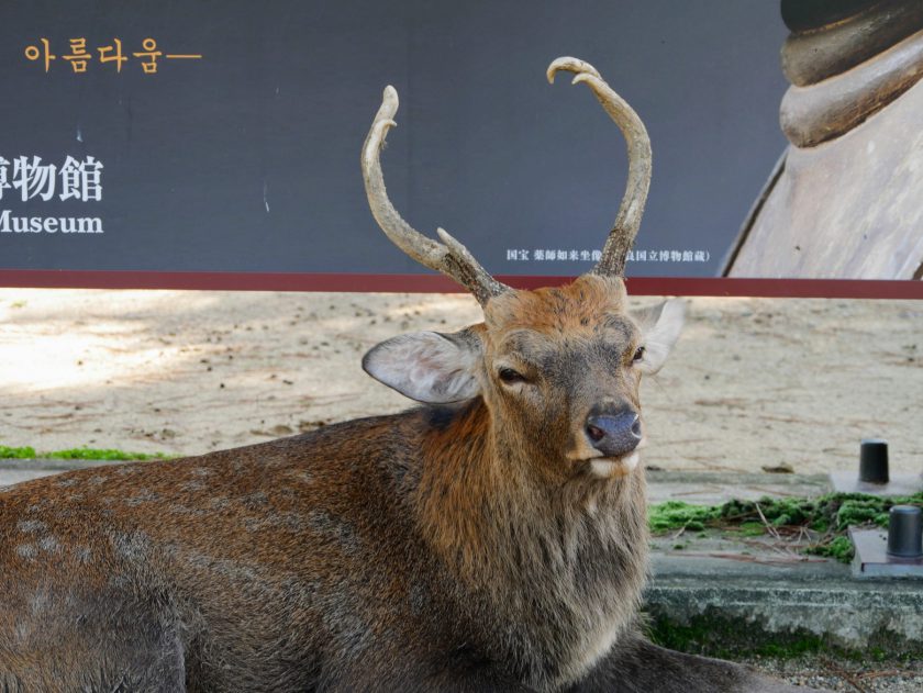 Deer sitting in front of billboard