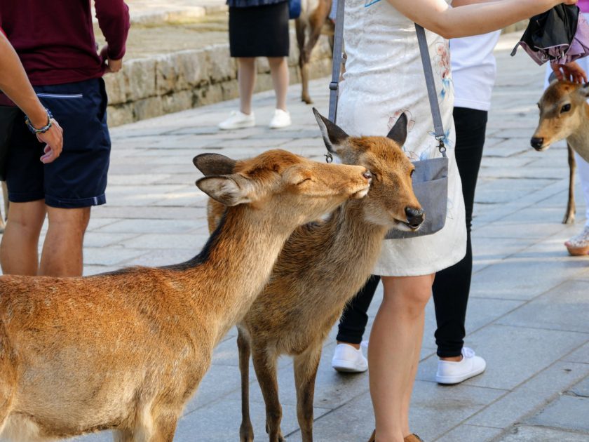 Deer kiss