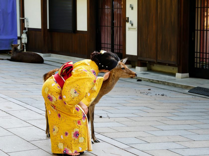 Deer posing