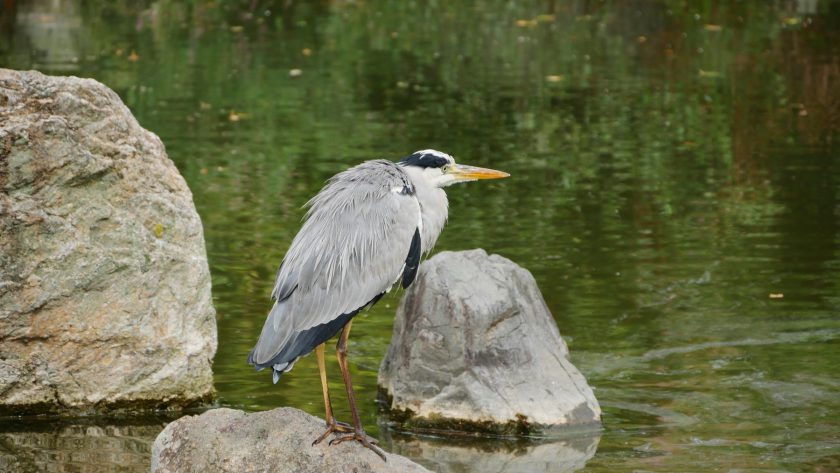 Maruyama Park