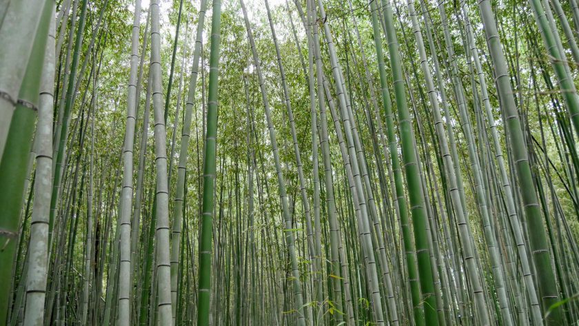 Bamboo forest