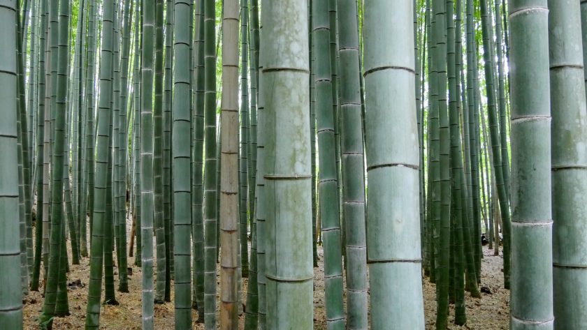 Bamboo forest