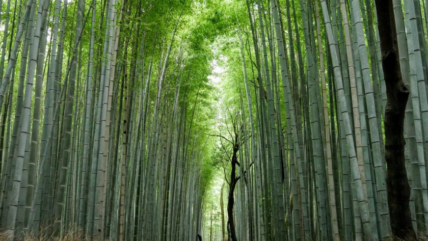 Bamboo forest Kyoto Japan