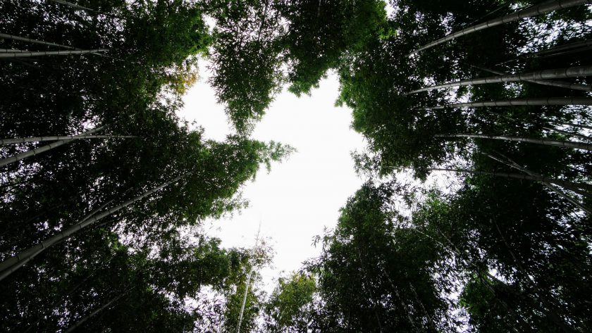 Bamboo forest Kyoto Japan