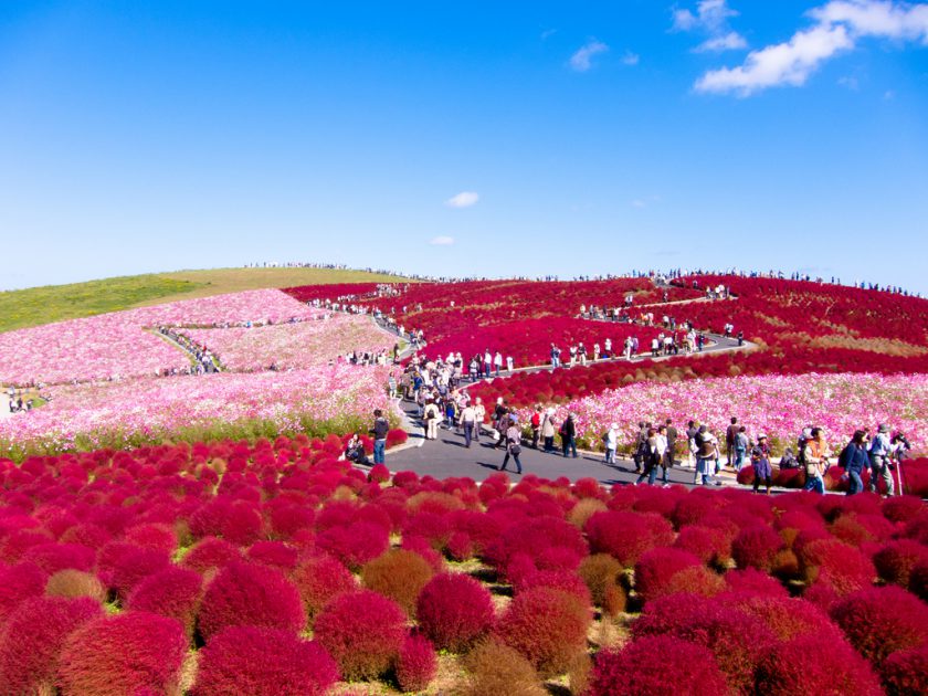 Hitachi Seaside Park, Japan