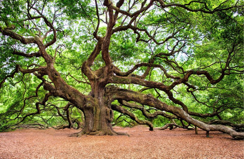 Angel Oak, South Carolina