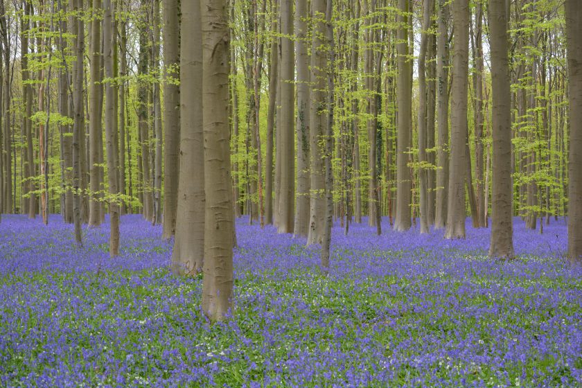 Hallerbos Forest, Belgium