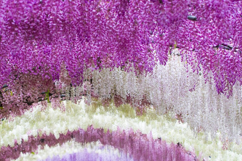 Wisteria Tunnel, Japan