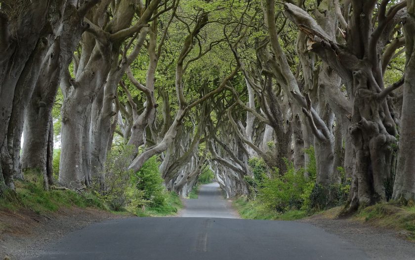 Dark Hedges, Ireland