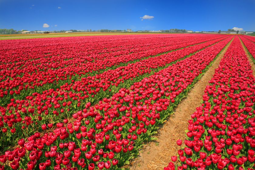 Skagit Valley Tulip Fields, Washington